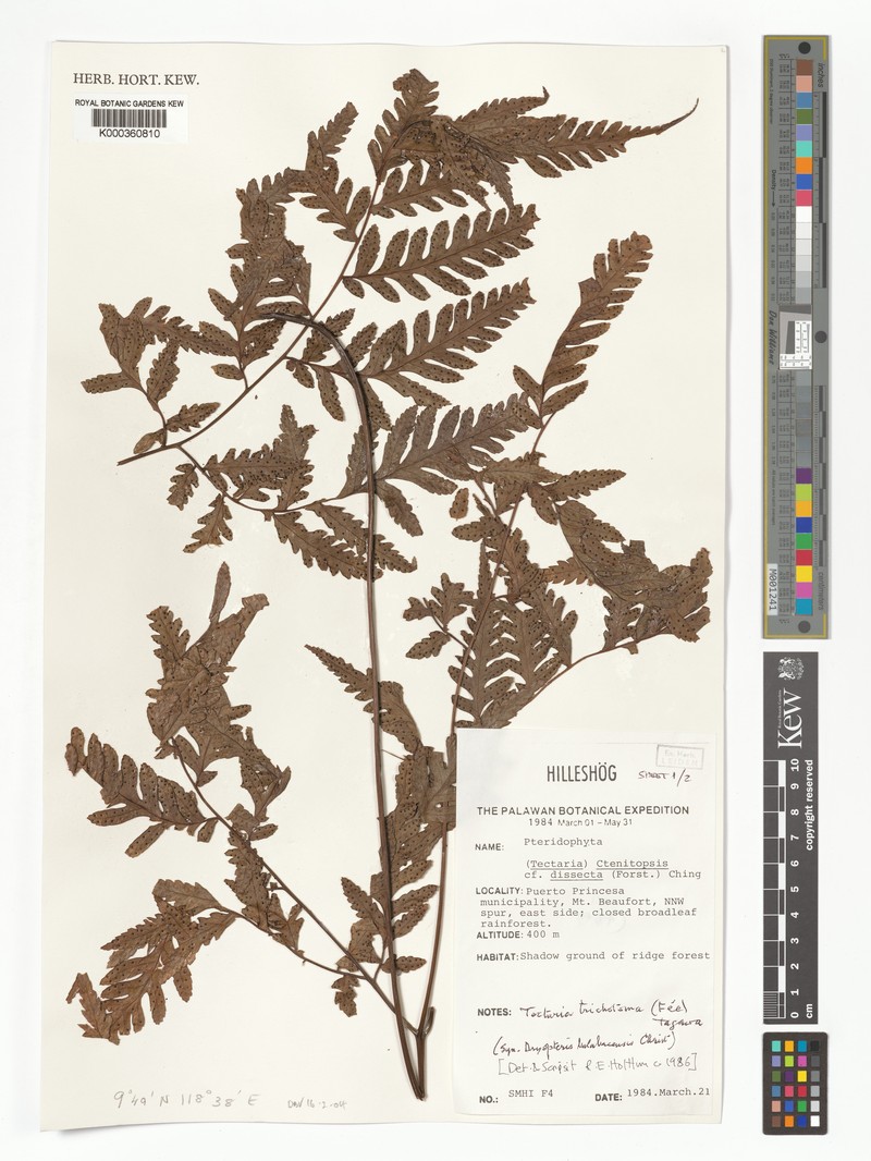 Tectaria trichotoma photo 4