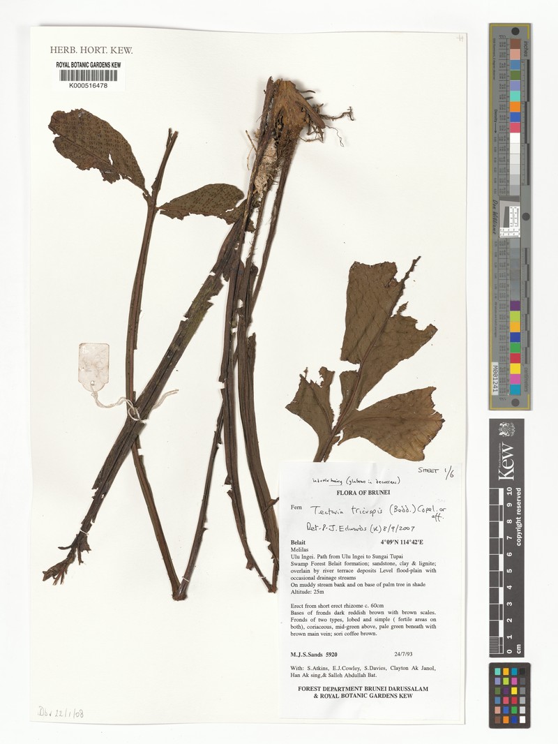 Tectaria tricuspis