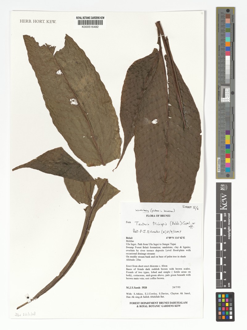 Tectaria tricuspis photo 2