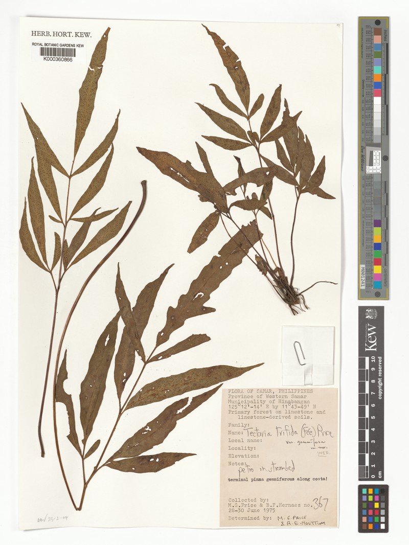 Tectaria trifida