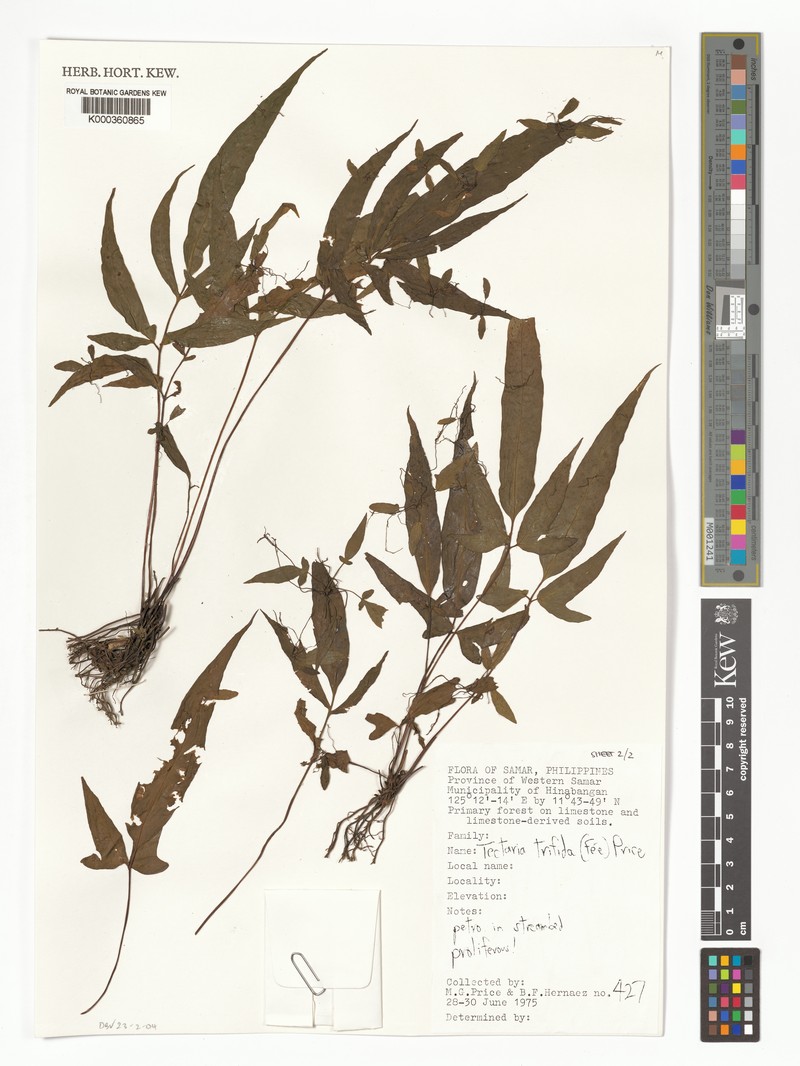 Tectaria trifida photo 3