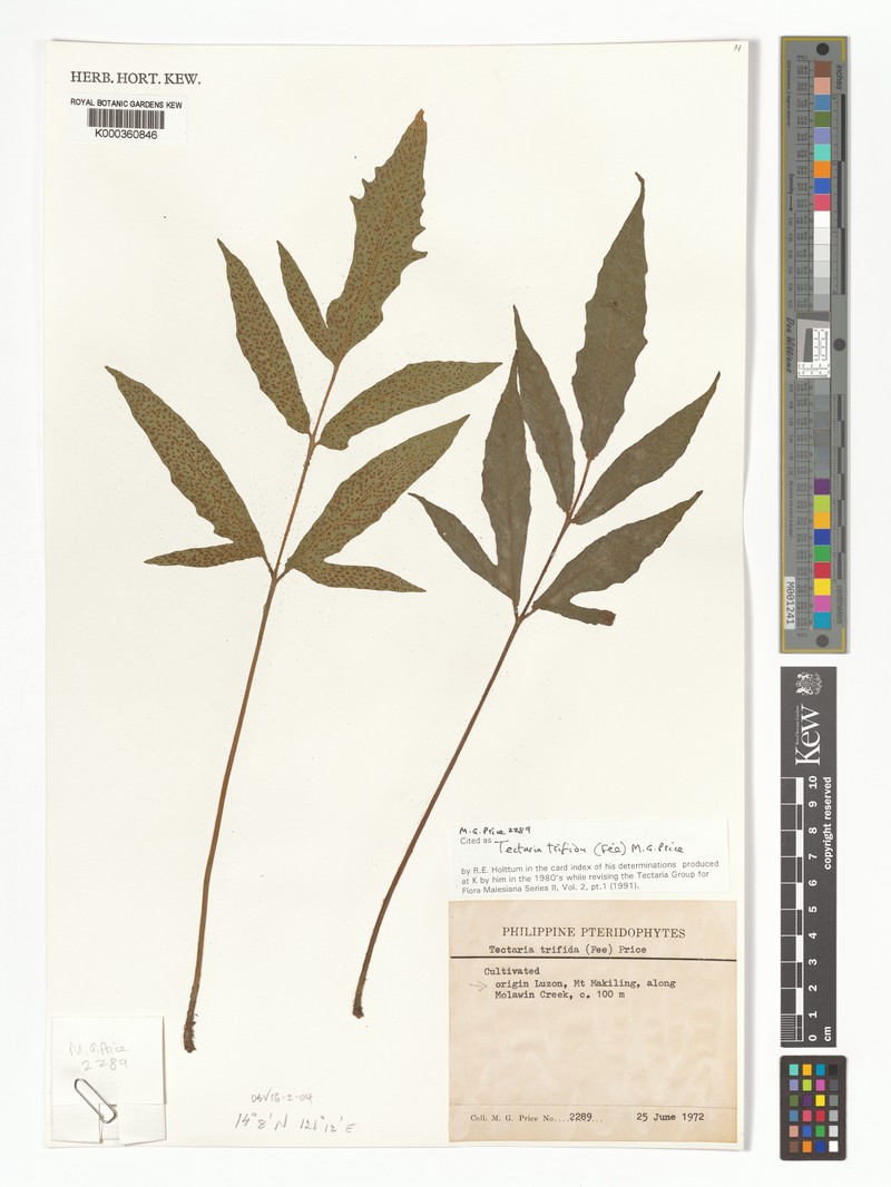 Tectaria trifida photo 4