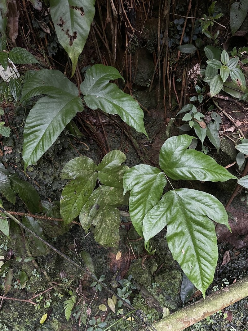Threeleaf Halberd Fern