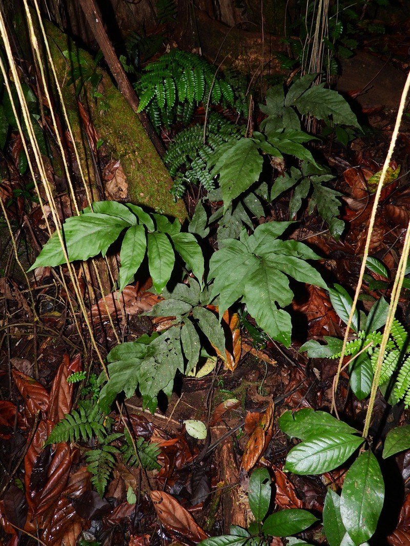 Threeleaf Halberd Fern photo 2