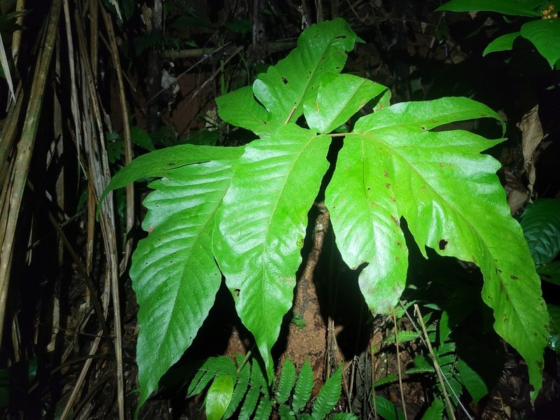 Threeleaf Halberd Fern photo 3