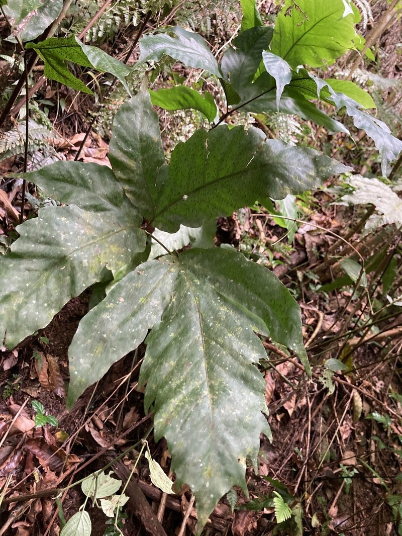 Threeleaf Halberd Fern photo 4