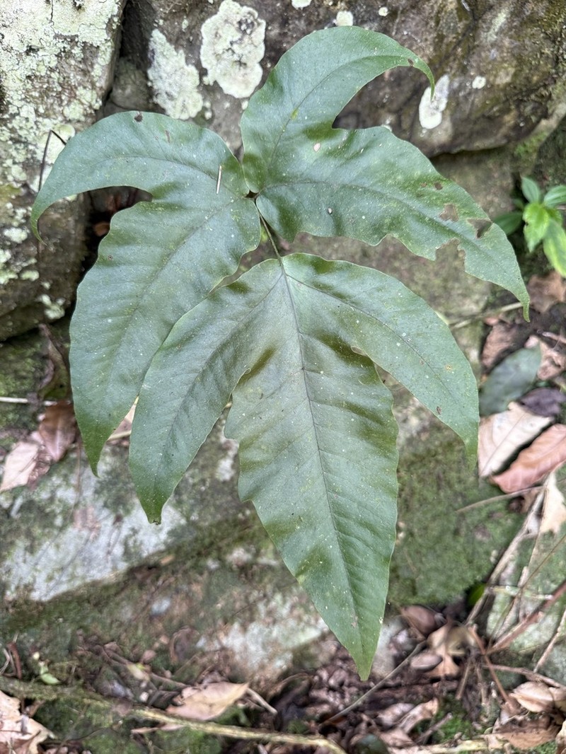 Threeleaf Halberd Fern photo 5