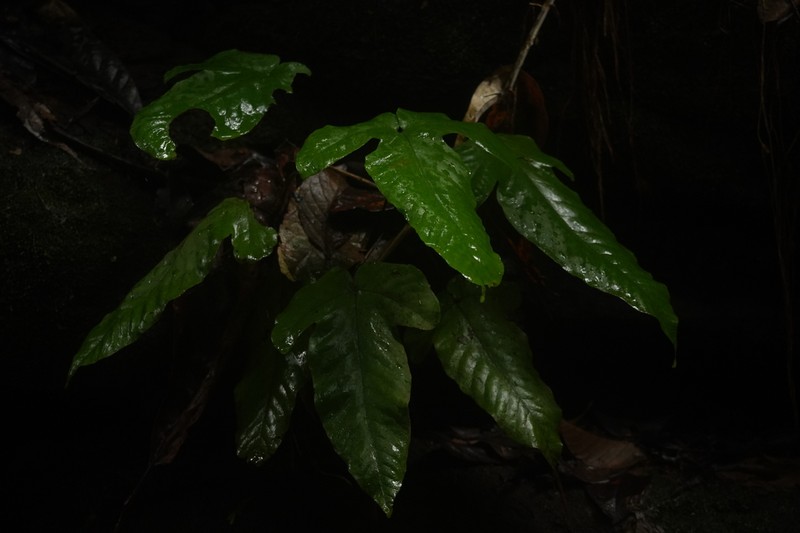 Threeleaf Halberd Fern photo 6
