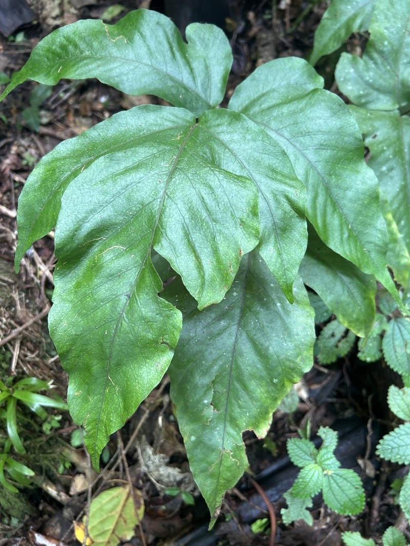 Threeleaf Halberd Fern photo 7