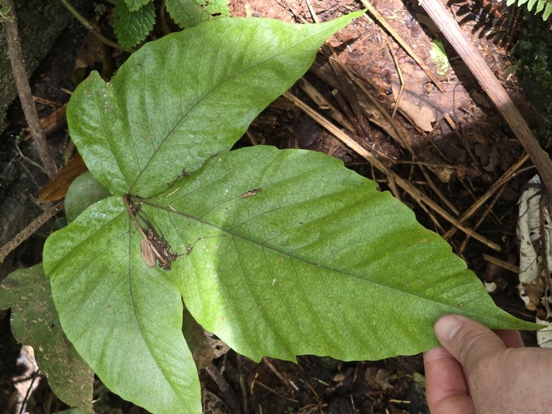 Threeleaf Halberd Fern photo 8