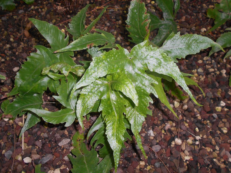 Threeleaf Halberd Fern