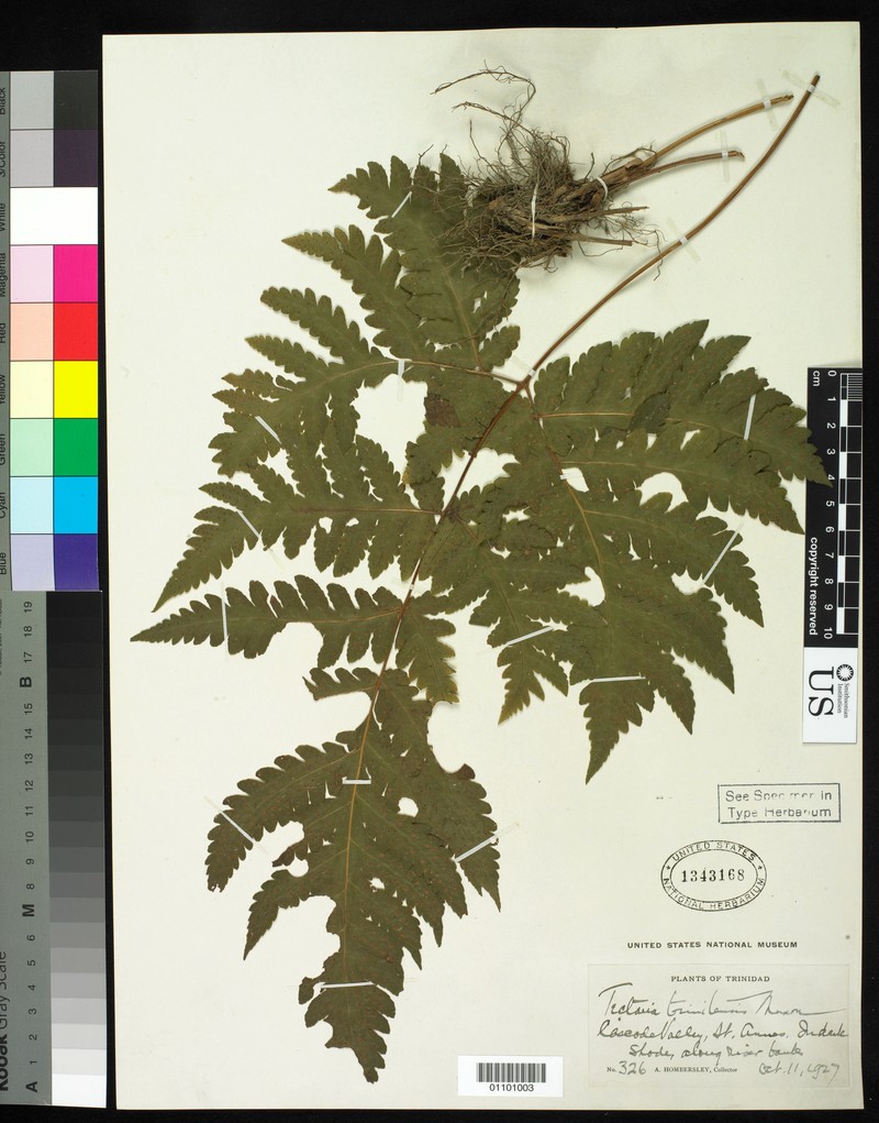 Tectaria trinitensis
