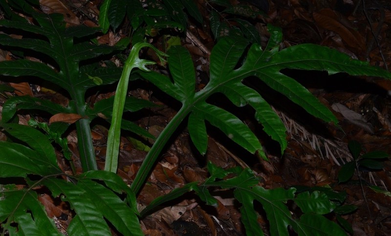 Tectaria vasta photo 2