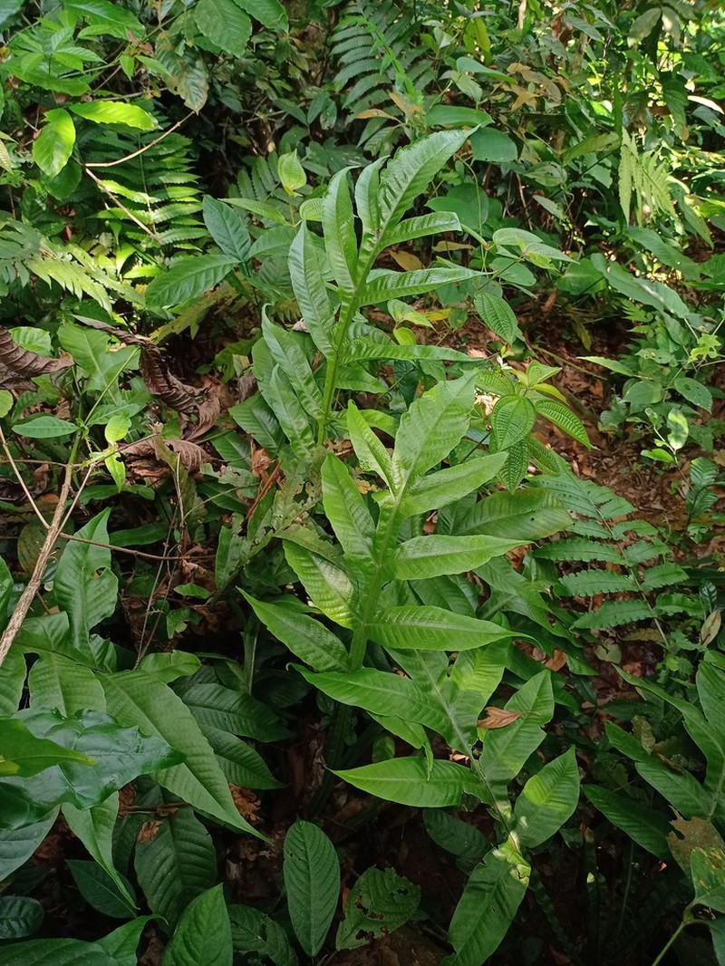 Tectaria vasta photo 3