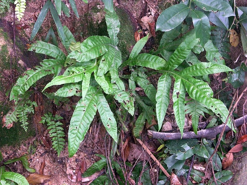 Tectaria vasta photo 6