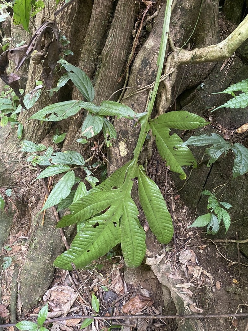 Tectaria vasta photo 7