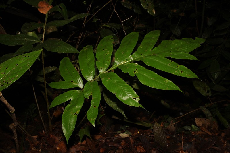 Tectaria vasta photo 8