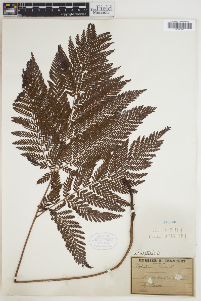 Tectaria vieillardii