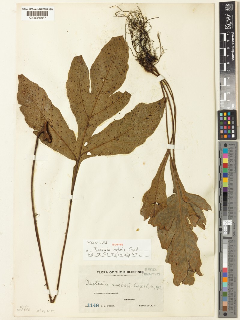 Tectaria weberi photo 2