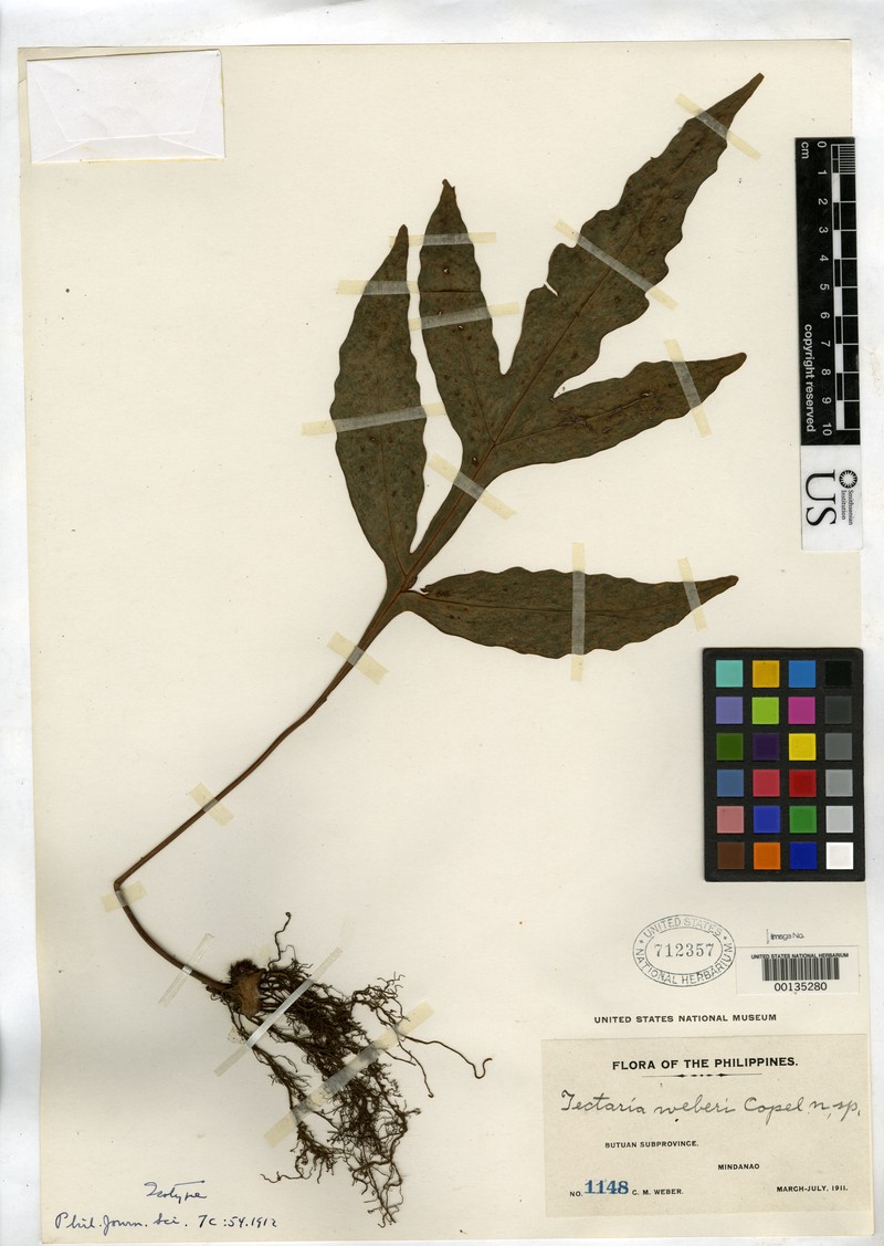 Tectaria weberi