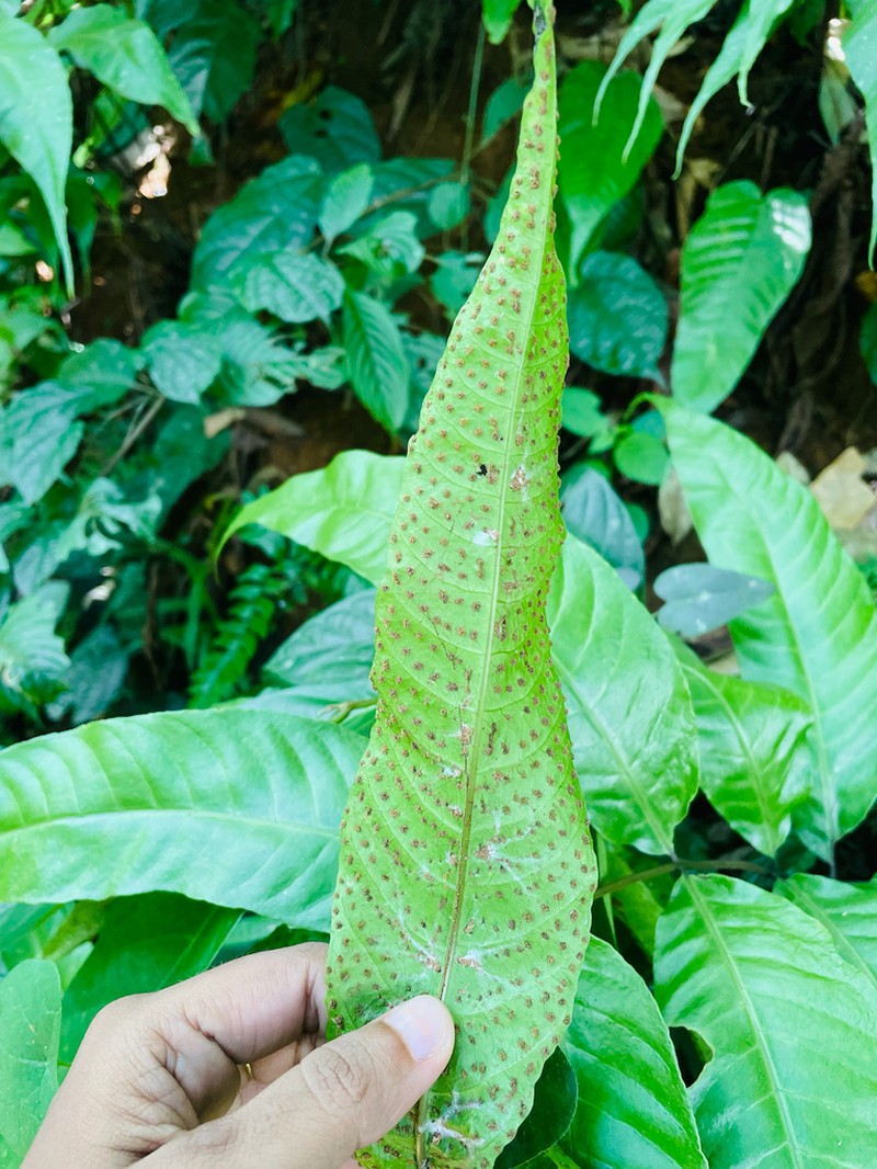 Tectaria wightii