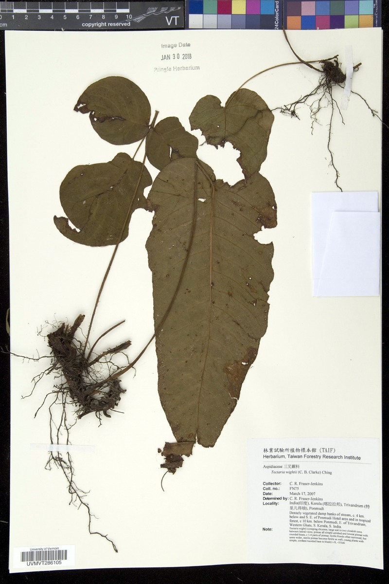 Tectaria wightii photo 2