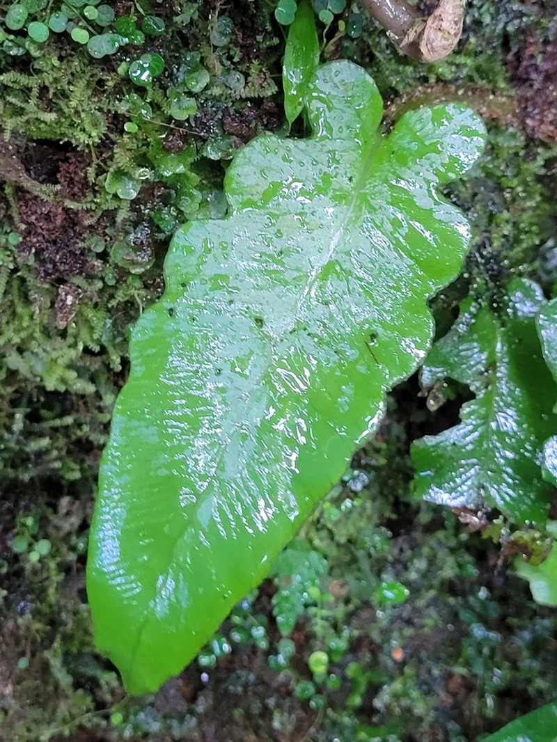 Tectaria zeilanica photo 2