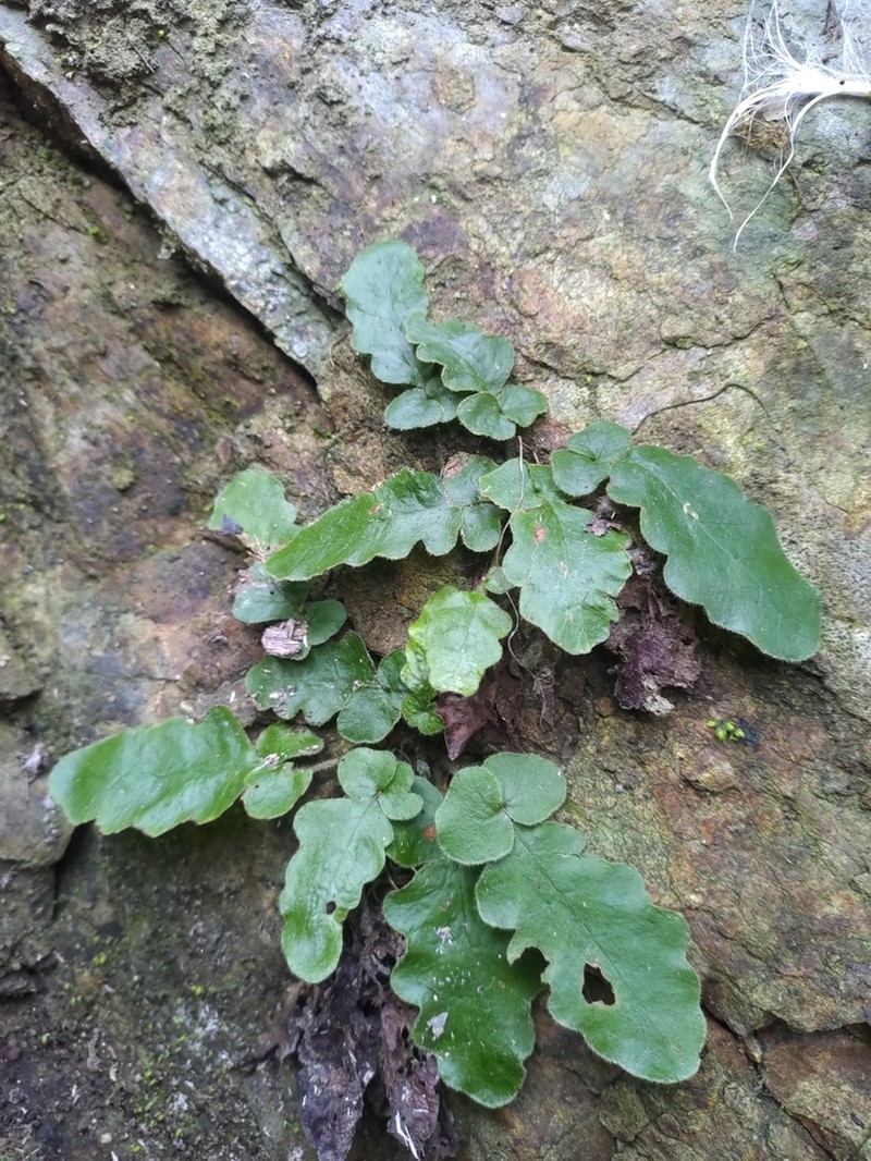 Tectaria zeilanica photo 3
