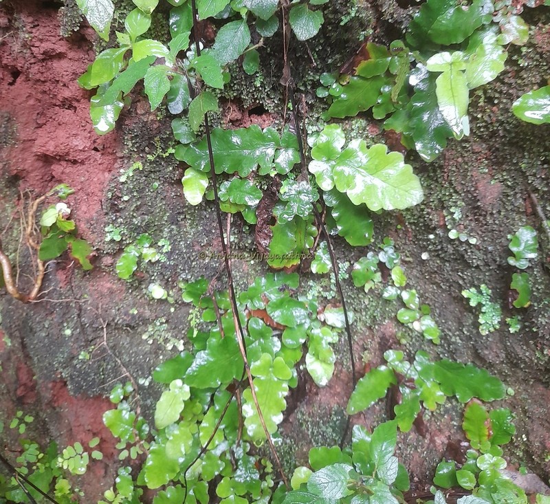 Tectaria zeilanica photo 4