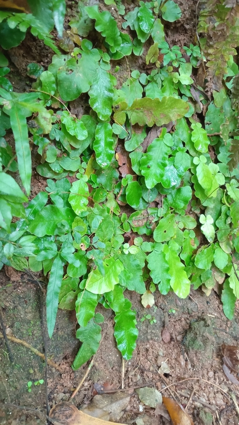 Tectaria zeilanica photo 6