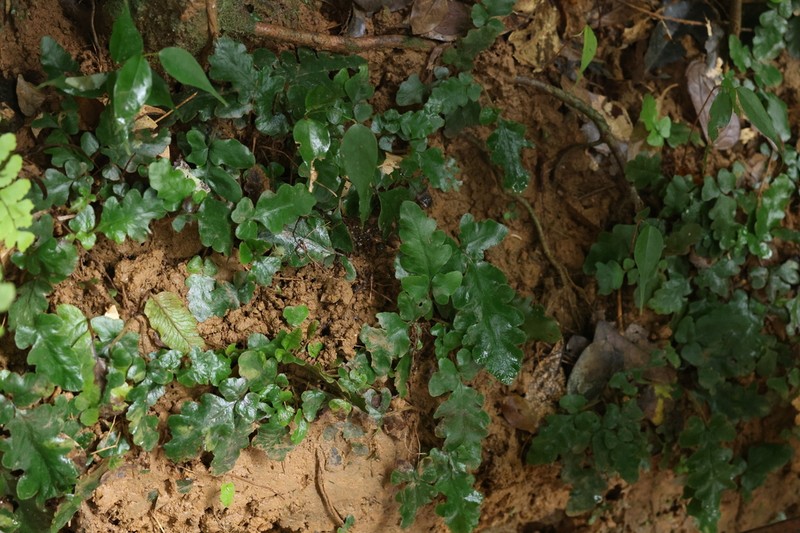 Tectaria zeilanica photo 8