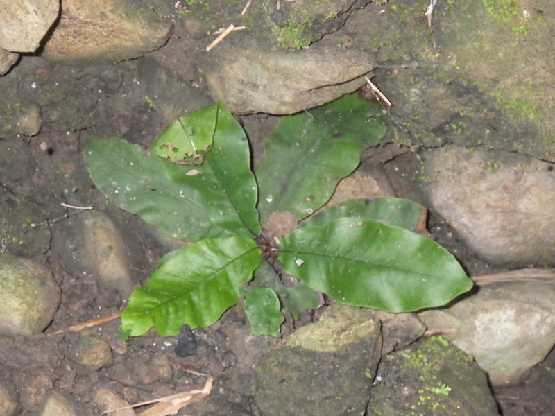 Tectaria zollingeri