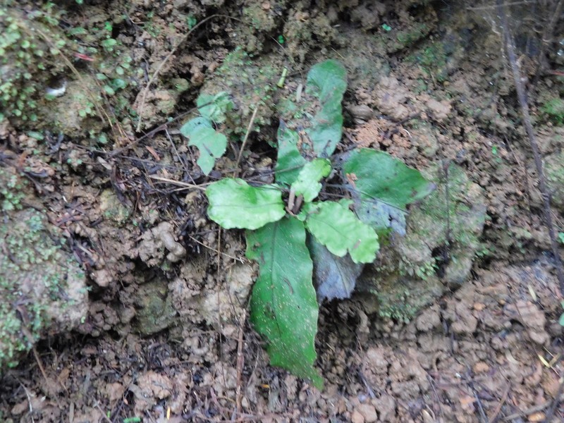 Tectaria zollingeri photo 2
