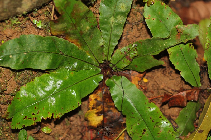 Tectaria zollingeri photo 3