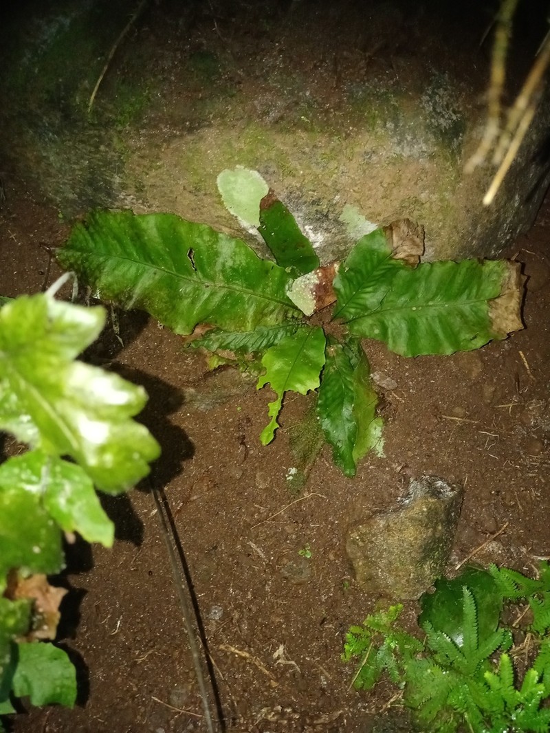 Tectaria zollingeri photo 4
