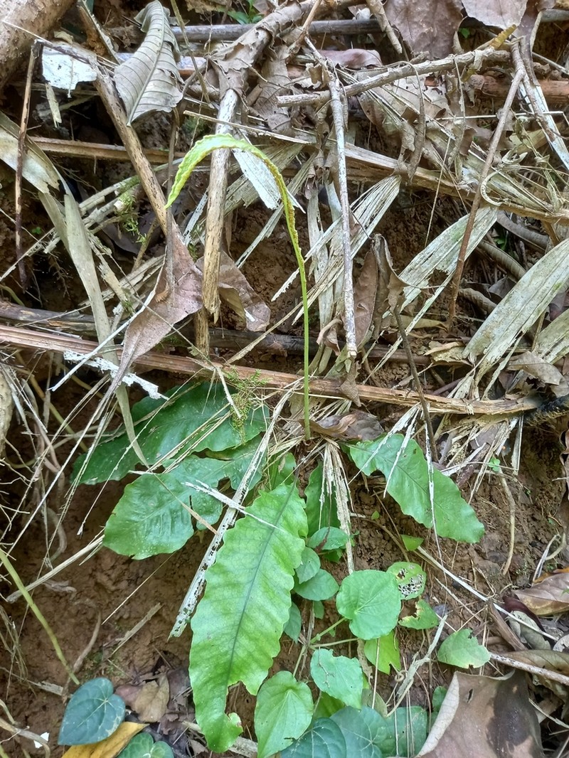 Tectaria zollingeri photo 5
