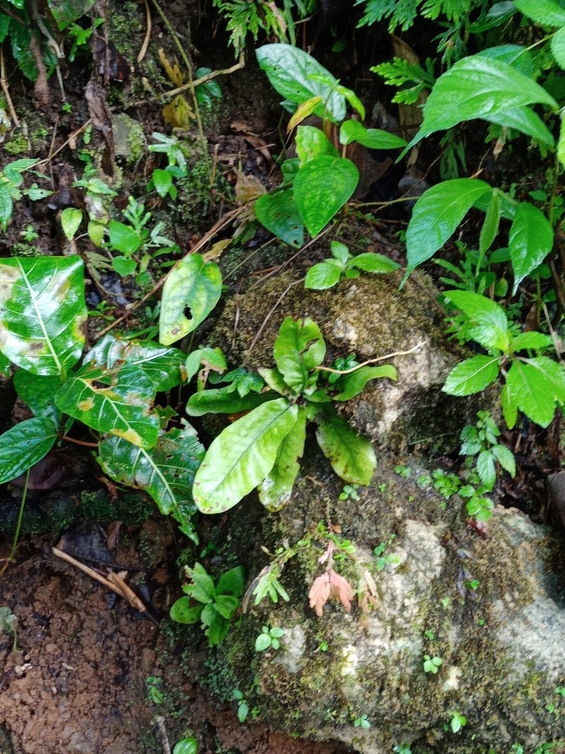 Tectaria zollingeri photo 6