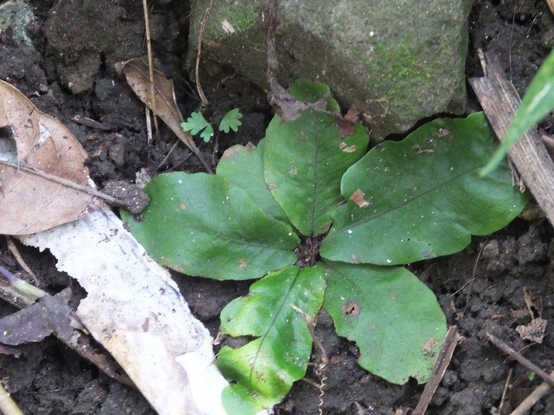 Tectaria zollingeri photo 7