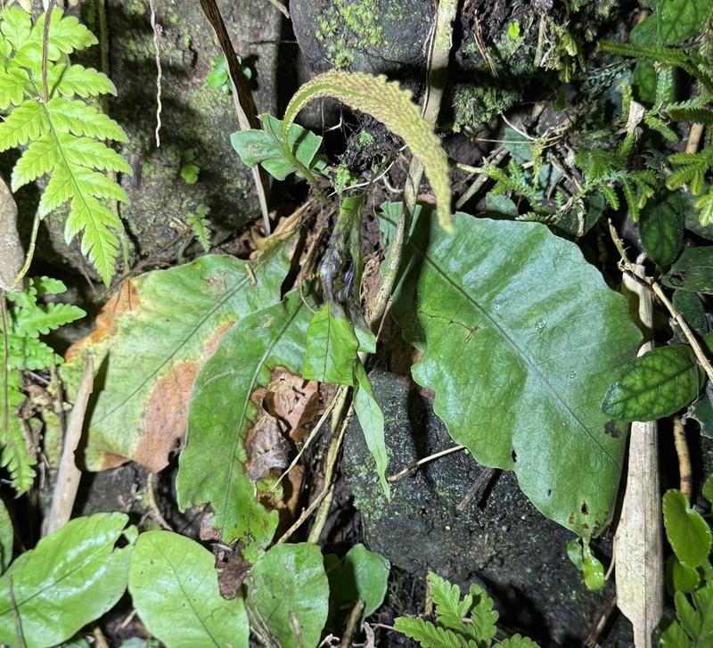 Tectaria zollingeri photo 8