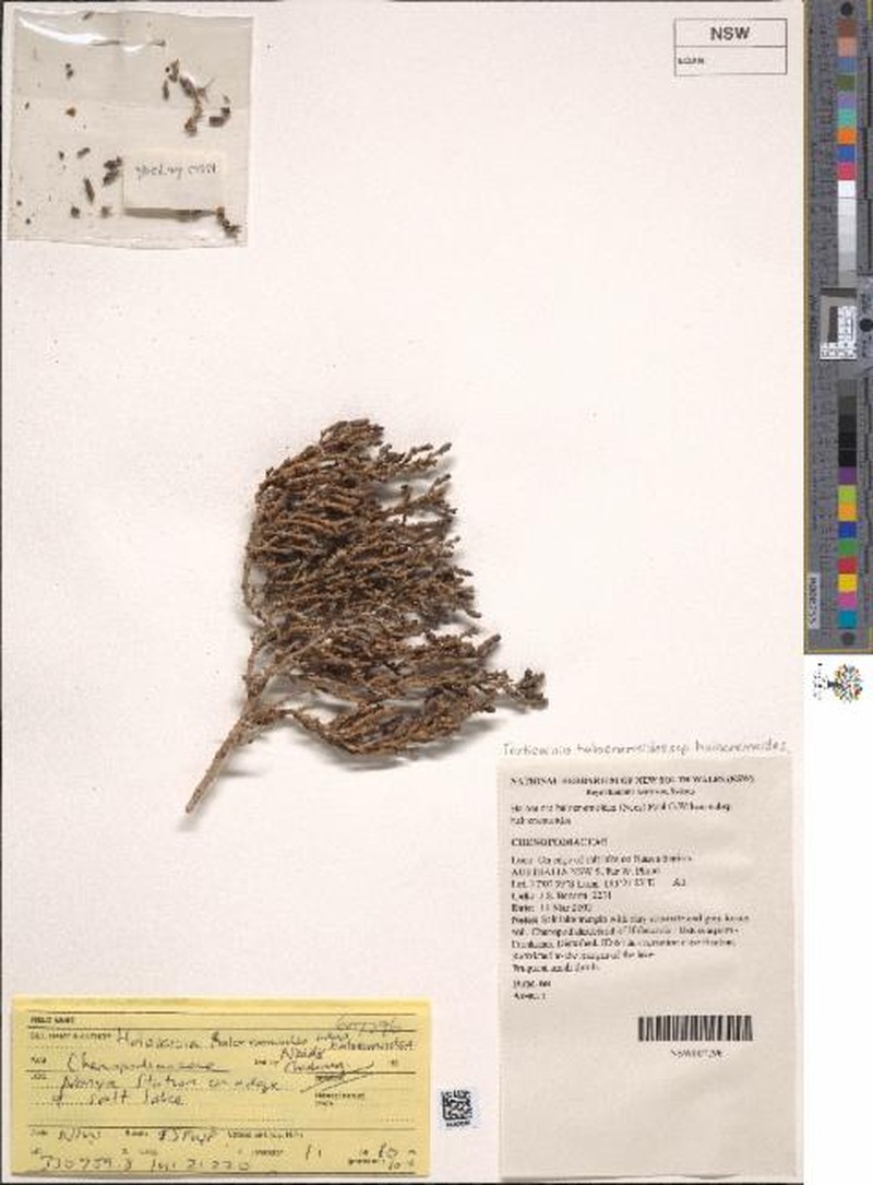 Tecticornia halocnemoides subsp. halocnemoides