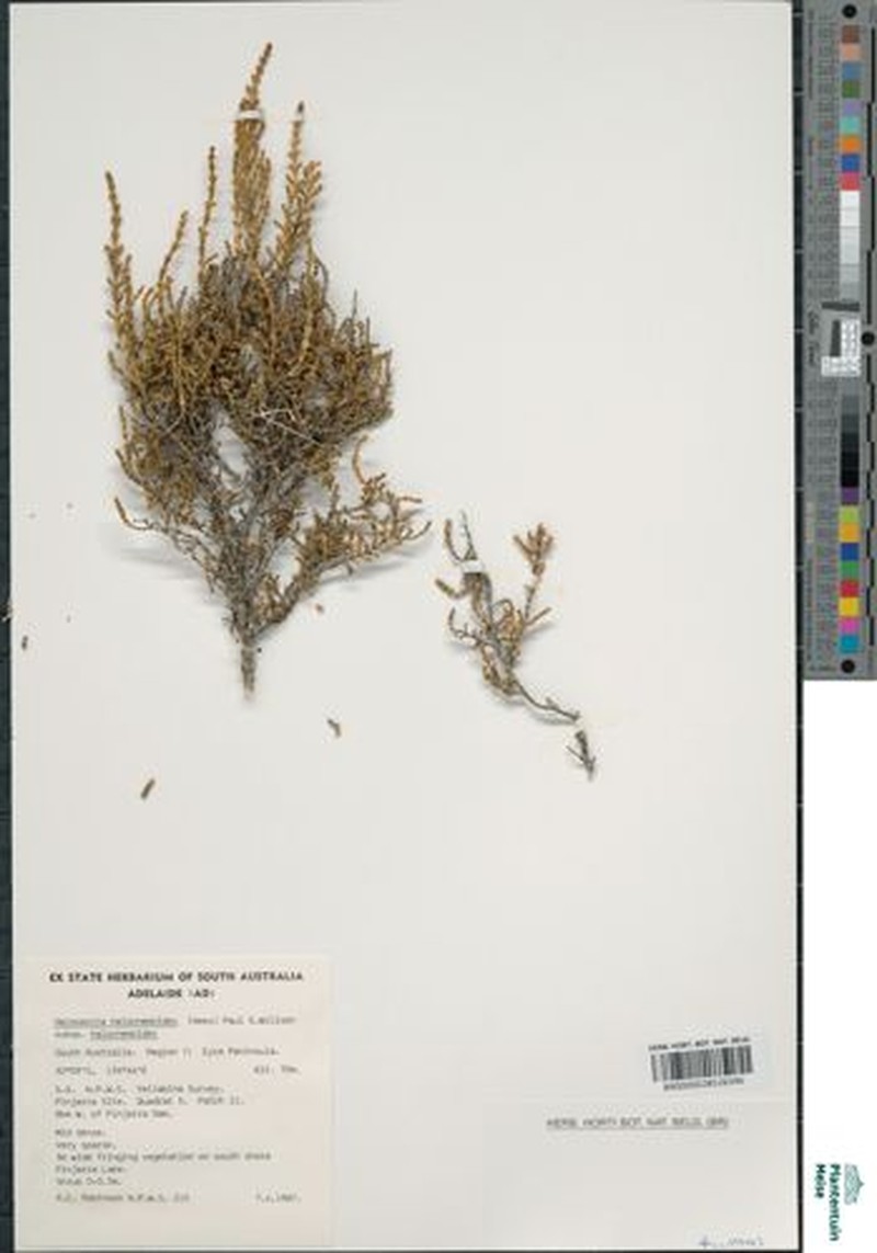 Tecticornia halocnemoides subsp. halocnemoides photo 2