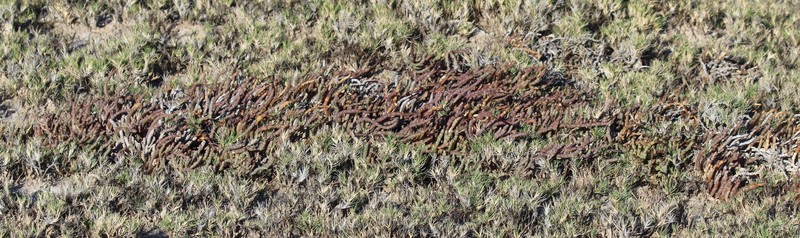 Tecticornia indica subsp. indica