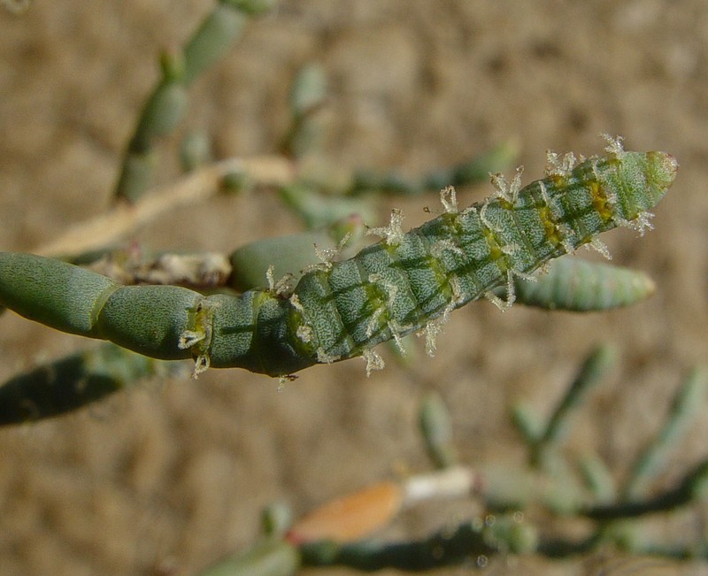 Tecticornia indica subsp. indica photo 2