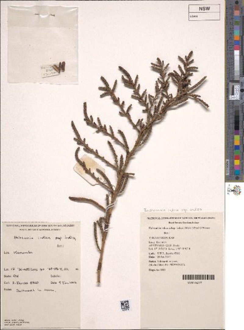 Tecticornia indica subsp. indica photo 3