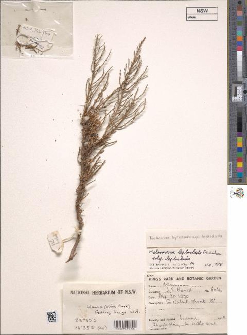 Tecticornia leptoclada subsp. leptoclada