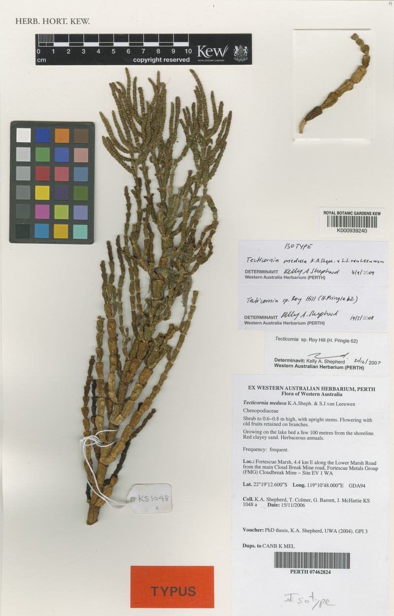 Tecticornia medusa