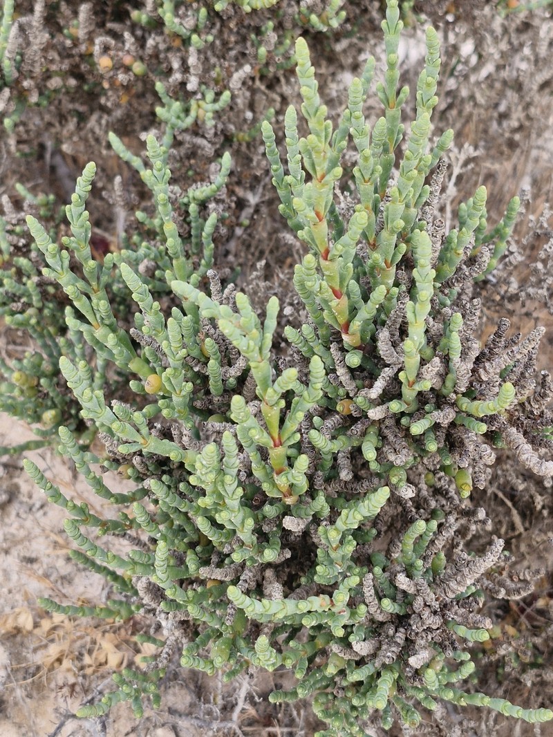 Tecticornia pergranulata subsp. pergranulata