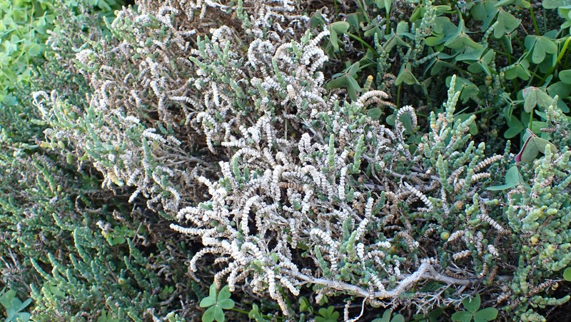 Tecticornia pergranulata subsp. pergranulata photo 2