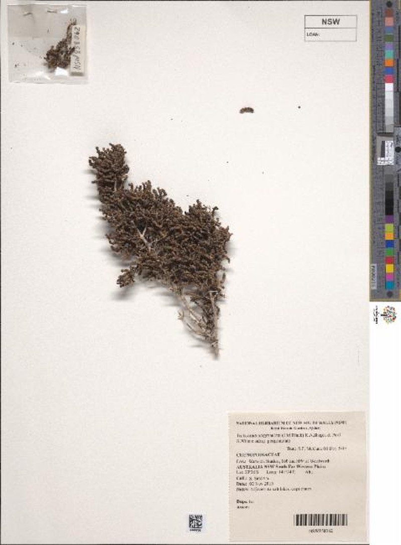 Tecticornia pergranulata subsp. pergranulata photo 3