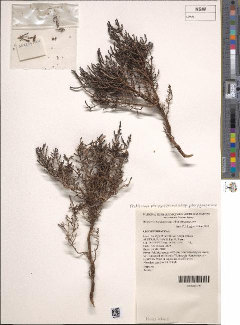 Tecticornia pterygosperma subsp. pterygosperma